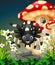 Funny Black Spider On The Top of Rocks And White Ivy Flower With Red Mushroom House Cartoon