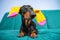 Funny black and tan dachshund dog with bright colored socks for pets or children on ears is lying on sofa with his eyes closed