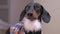 Funny black and tan dachshund with Santa Claus white beard, wearing casual checkered shirt looks in camera, barks and