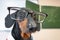 Funny black and tan dachshund teacher or professor in the class room. Wearing glasses, close up portrait in front of blackboard. E