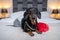 Funny black and tan dachshund wearing maid costume lay with feather duster on white bed or sofa in a hotel room. Home cleaning