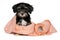 Funny black and tan havanese puppy is playing with toilet paper