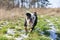 Funny Black tri-color English British Bulldog in out for a walk running on the snow grass on a spring day