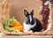 Funny black and white baby dwarf dutch rabbit. One month