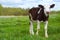 Funny black-and-white calf with a spotted nose and tongue on the green grass. looks at the camera