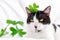 Funny black and white cat with a green shamrock leaves. Saint Patricks day. Irish holiday. Spring Cat concept.