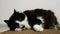 Funny black and white cat sniffing Valerian and washes on cardboard scratching posts. Paw washes his ear