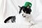 Funny black and white cat wearing a green leprechaun hat. Saint Patricks day. Irish holiday.