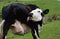 Funny Black and White Cow Licking His Hindquarter