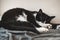 Funny black and white tuxedo cat lazily sleeping at the plaid.