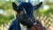 Funny black young goat grazes on the grass in a village