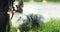 Funny Blue Merle Cardigan Welsh Corgi Dog Playing In Green Summer Grass At Lake In Park. Welsh Corgi Is A Small Type Of