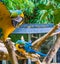 Funny blue and yellow macaw parrot in closeup spreading his wings open and looking in the camera with another macaw parrot in the