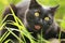 Funny bombay black cat portrait with open mouth and tongue eat grass outdoors close up