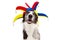 Funny border collie dog carnival, halloween, or new year dressed as a clown. isolated on white background