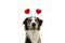 Funny border collie dog love wearing a heart shape diadem. valentine`s day concept. Isolated on white background