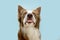 Funny border collie dog making a face sticking tongue out. Isolated on blue background