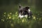 Funny border collie dog portrait in the forest outdoors