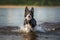 funny border collie dog running out of water