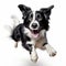 Funny Border Collie Leaping With Happy Face - Digital Hyper-realistic Portrait