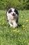 Funny Border Collie is running against the camera