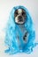 funny Boston terrier in a blue wig for carnival