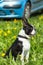 Funny Boston Terrier dog outdoors in grass