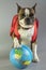 Funny Boston terrier is ready to travel, he is with a backpack and a globe in his paws