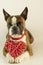 funny Boston terrier with red heart in paws for Valentine\'s Day