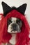 funny Boston terrier in a red wig for carnival