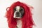 funny Boston terrier in a red wig for carnival