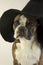 funny Boston terrier in a witch\\\'s hat