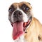 Funny Boxer Dog With Long Tongue