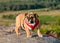 Funny brave safeguarding red white puppy of english bulldog in red harness standing on the stone  in the evening