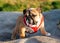 Funny brave safeguarding red white puppy of english bulldog standing on the stone  in the evening