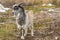 Funny break away goat