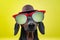 Funny   breed dog dachshund, black and tan, with sun glasses and hat, yellow studio background, concept of dog emotions. Backgroun