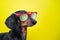 Funny   breed dog dachshund, black and tan, with sun glasses, yellow studio background, concept of dog emotions. Background for yo