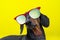 Funny   breed dog dachshund, black and tan, with sun glasses, yellow studio background, concept of dog emotions. Background for yo