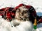 Funny British fluffy cat is fishing with a winter fishing rod on the ice of the lake. Nearby is a bottle of champagne. Cat with