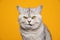 funny british shorthair cat looking displeased and angry on yellow background