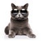 Funny british shorthair cat wearing sunglasses gold frame