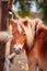 Funny Brow miniature horse. Outdoors