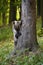 Funny brown bear hiding behind a big tree in forest in springtime.