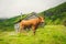 Funny brown cow on green grass in a field on nature in scandinavia. Cattle amid heavy fog and mountains with a waterfall