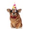 funny brown dog with red bowtie and sunglasses celebrates birthday