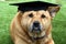 Funny Brown Dog Wearing Graduation Cap