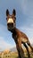 Funny brown donkey with long ears while grazing with sheep