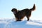 Funny brown flat coated retriever is standing in the snow with snow in the face