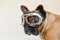 Funny brown french bull dog on bed wearing aviator goggles. Travel concept. Pets indoors and lifestyle